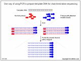 Pcr Template Amount One Way Of Using Pcr to Prepare Template Dna for Chain