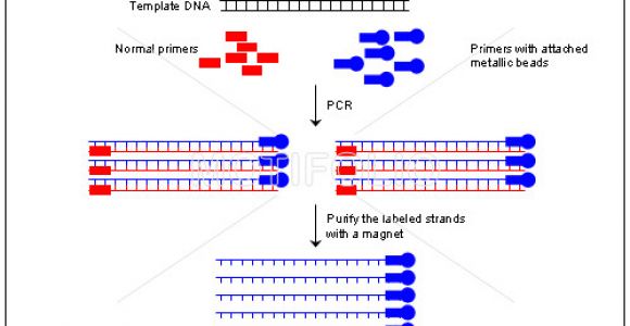 Pcr Template Amount One Way Of Using Pcr to Prepare Template Dna for Chain