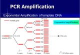 Pcr Template Amount Polymerase Chain Reaction Pcr Ppt Video Online Download