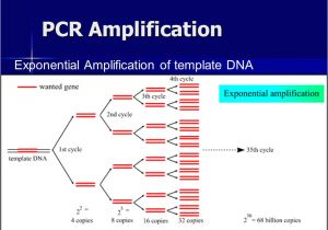 Pcr Template Amount Polymerase Chain Reaction Pcr Ppt Video Online Download