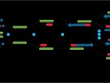 Pcr Template Amount Polymerase Chain Reaction Pcr Principle Procedure