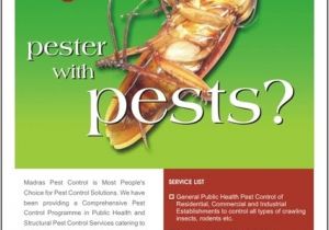 Pest Control Brochure Template Kalangiam Madras Pest Control Flyer Design 1