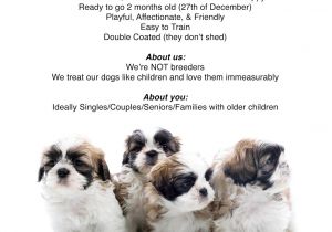 Puppy for Sale Flyer Templates Shih Tzu Puppies for Sale Flyer Info
