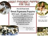 Puppy for Sale Flyer Templates Till We Get there Puppies for Sale