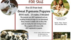 Puppy for Sale Flyer Templates Till We Get there Puppies for Sale