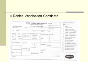 Rabies Vaccination Certificate Template Certificate Of Vaccination Template Certificate Of