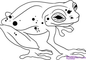 Rainforest Animal Templates Printable Coloring Pages Rainforest Animals 3 New Hd