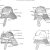 Samurai Helmet Template Kabuto Helmet Template Google Search Diy and Crafts