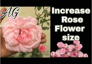 Shaadi Ke Card Se Flower Kaise Banaye 26 Inspirational Rose Flower Kaise Banaye