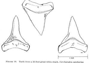 Shark Teeth Template 17 Best Ideas About Shark tooth Tattoo On Pinterest