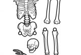 Skeleton Template to Cut Out Best Photos Of Printable Skeleton Cut Out Halloween