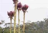 Sworn In Death Card Flower October to December Tasmania and From Melbourne Along the
