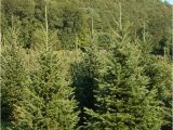 Tree Farm Business Plan Template Best 28 Christmas Trees Ct Christmas Tree Shops 29