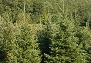 Tree Farm Business Plan Template Best 28 Christmas Trees Ct Christmas Tree Shops 29