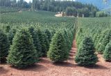 Tree Farm Business Plan Template Christmas Tree Farm Near Me 2017 Best Template Idea