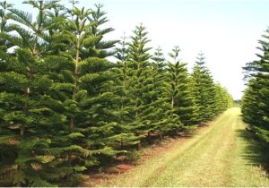 Tree Farm Business Plan Template Local Christmas Tree Farm 2017 Best Template Idea