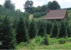 Tree Farm Business Plan Template Local Christmas Tree Farm 2017 Best Template Idea