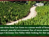 Tree Farm Business Plan Template top 28 How to Start A Christmas Tree Farm Business 28