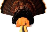 Turkey Fan Mount Template Custom Turkey Fan Mounts Pictures to Pin On Pinterest