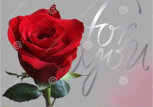 Valentine Card Roses are Red Greeting Card with Rose Stock Photo Image Of Anniversary