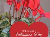Valentine S Day Flower Card Messages Valentine S Day Gifts for Gardeners Flowering Plants Show