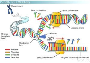 What is A Template In Dna Diagram Dna Replication Diagram Worksheet