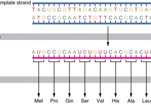 What is A Template In Dna Difference Between Template and Coding Strand Definition