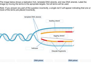 What is A Template In Dna solved the Image Below Shows A Replication fork Template