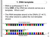 What is A Template In Dna the Flow Of Genetic Information Flashcards Easy Notecards
