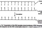 What is A Template In Dna Transcription Synthesis Of Rna A General Account