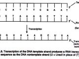 What is A Template In Dna Transcription Synthesis Of Rna A General Account