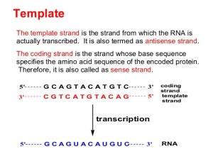 What is A Template Strand Biochemistry Transcription Rna Biosynsthesis