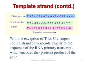 What is A Template Strand Dna Transcription Part 1