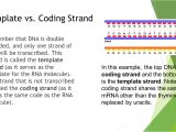 What is A Template Strand Lesson 3 Gene Expression Ppt Video Online Download