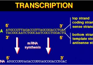 What is A Template Strand Protein Synthesis