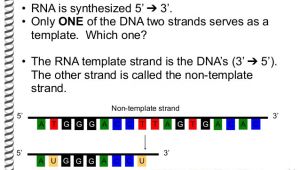 What is A Template Strand the Flow Of Genetic Information Flashcards Easy Notecards