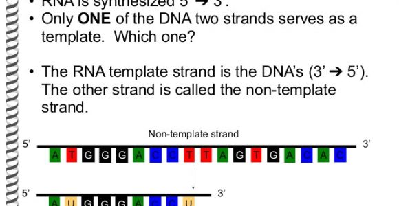 What is A Template Strand the Flow Of Genetic Information Flashcards Easy Notecards