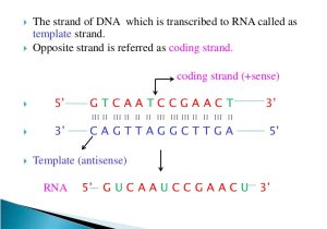 What is A Template Strand Transcription
