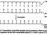 What is A Template Strand Transcription Synthesis Of Rna A General Account