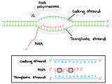 What is the Template Strand Image Result for Template Strand Genetics Genomics