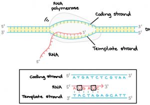 What is the Template Strand Image Result for Template Strand Genetics Genomics