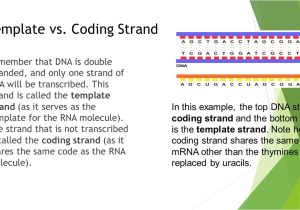 What is the Template Strand Lesson 3 Gene Expression Ppt Video Online Download