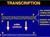 What is the Template Strand Protein Synthesis