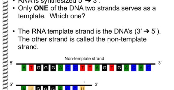 What is the Template Strand the Flow Of Genetic Information Flashcards Easy Notecards