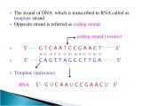 What is the Template Strand Transcription