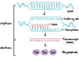 What is the Template Strand What Strand Of Dna is Used to Make A Complementary Copy or