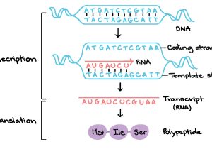 What is the Template Strand What Strand Of Dna is Used to Make A Complementary Copy or