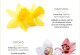 What to Write In A Sympathy Flower Card 13 Helpful Tips for Proper Funeral Etiquette Ftd Com