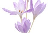 What to Write On A Funeral Flower Card for Nan Funeral Flowers Card Message Slubne Suknie Info
