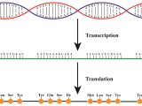 When An Rna Strand forms Using Dna as A Template From Dna to Rna to Protein How Does It Work